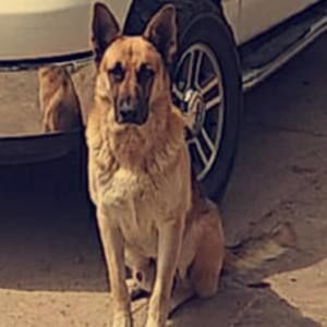 Meet your Posher, Chucky